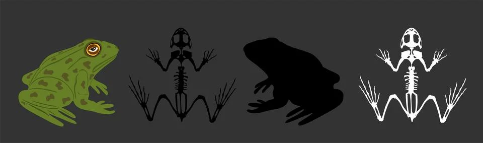 Green frog skeleton vector silhouette illustration isolated on black Stock Illustration