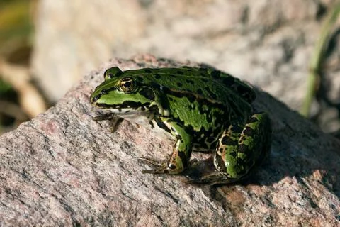 Green frog on a stone Stock Photos