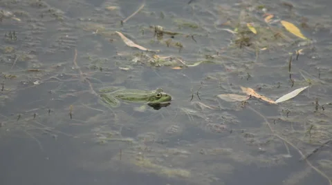 Green Frog in Swamp 1 Stock Footage 64265541