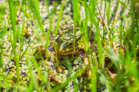 Green Frog - swamp 写真素材