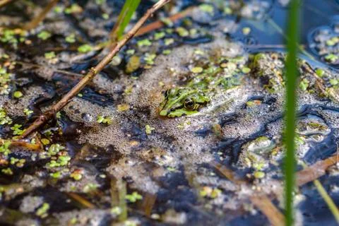 Green Frog - swamp Photos