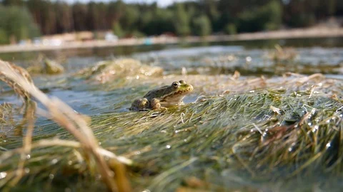 Green frog sways on green algae in the lake Stock Footage 116544060
