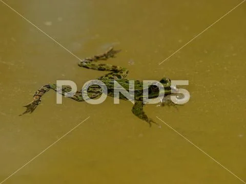 Green frog swimming Stock Photos