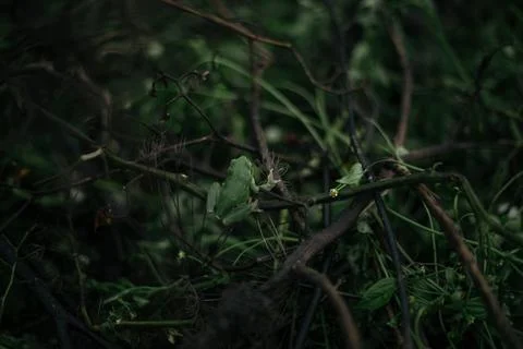 Green frog on a tree in the forest. Shallow depth of field Stock Photos