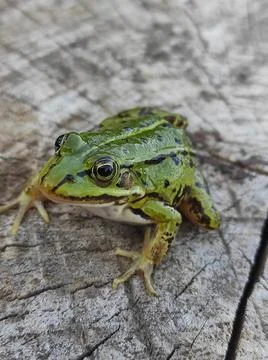 A green frog on a tree stump (1) Stock Photos