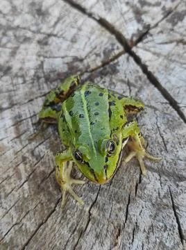 A green frog on a tree stump (3) Stock Photos