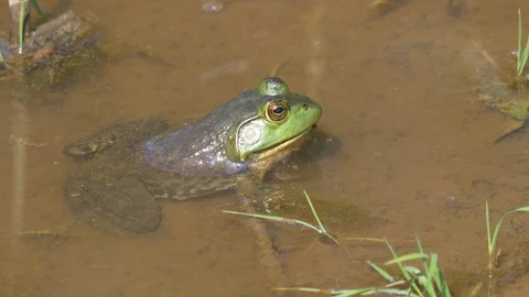 Green frog in water 4K Stockbeeldmateriaal 107401620