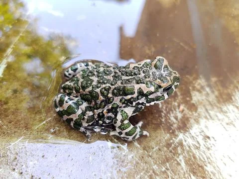 Green frog in water close up Stock Photos