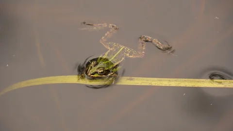 Green Frog In The Water. Stock Footage 89197932