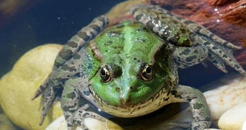 Green Frog In The Water Stock Footage 94214957