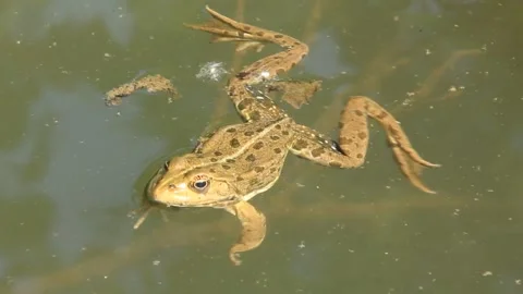 Green frog in water Stock Footage 279984626