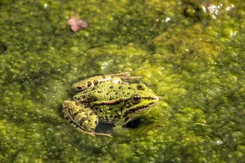 Green frog in the water full of frogspawn Stock Photos