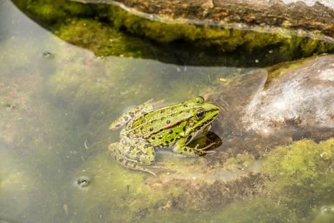 Green frog in the water full of frogspawn Stock Photos