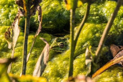 Green frog in the water full of frogspawn Stock-Fotos