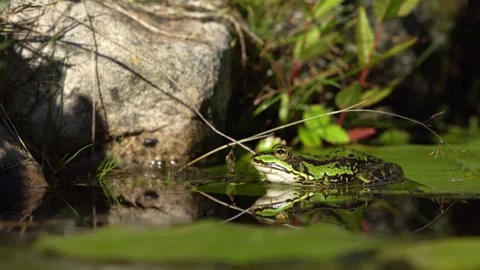 Green frog on water lily leaf Stock Footage 244566739