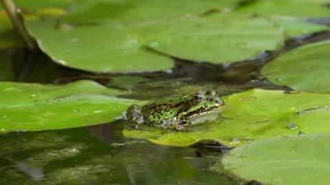 Green frog on water lily leaf Stock Footage 244566828