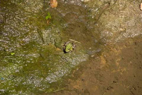 Green Frog in Water Stock Photos