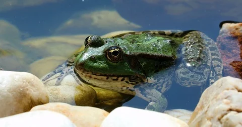 Green Frog In The Water - Profile View Stock Footage 94220896