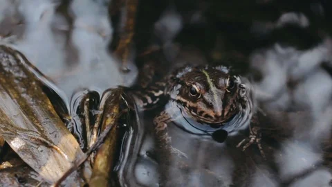 Green Frog In The Water - Profile View. Close Up Portrait Of Iberian Green Frog Stock Footage 121173082