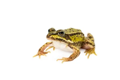 Green frog on white background Stock Photos
