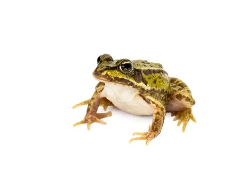 Green frog on white background Stock Photos
