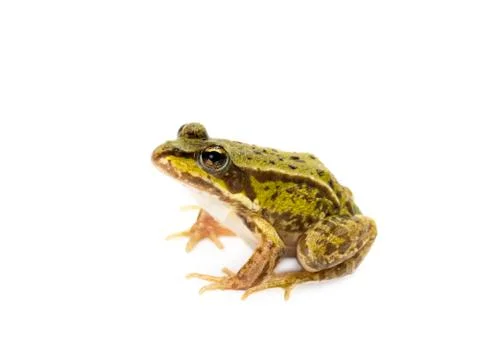 Green frog on white background Stock Photos