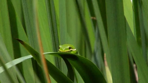 A Green Frog With a White Strip on a Moving Iris Leaf Stock Footage 105203875