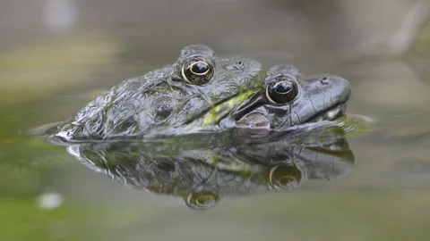 Green Frogs amplexus behavior Stock Footage 148110671