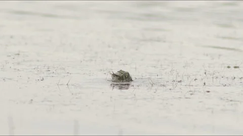Green frogs jumping in forest lake in the rain Stock Footage 211410036