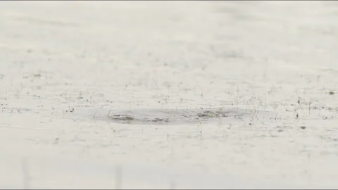 Green frogs jumping in forest lake in the rain Stock Footage 211410060