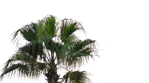 Green fronds of palm tree against bright white sky, natural tropical plant Video stock 329622611