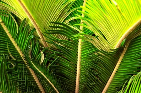Green fronds 写真素材