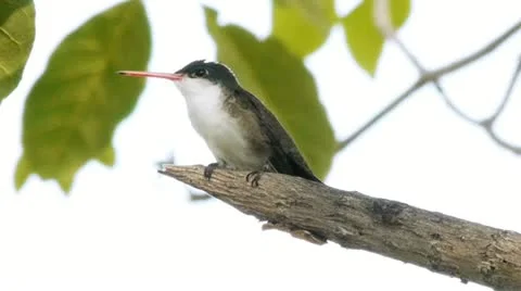 Green Fronted Hummingbird Stock Footage 11240961