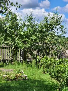 Green fruit apple tree behind old wooden fence in village Stock Photos