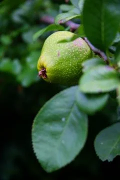 Green fruit on branch Fotos Stock