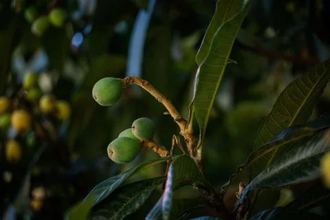 Green Fruit Branch Stock Photos