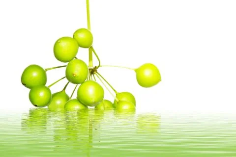 Green fruit bunch Stock Photos