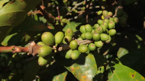 Green fruit coffee Stock Footage 47797624