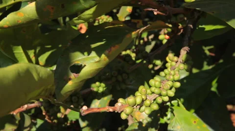 Green fruit of the coffee tree Stock Footage 47797679