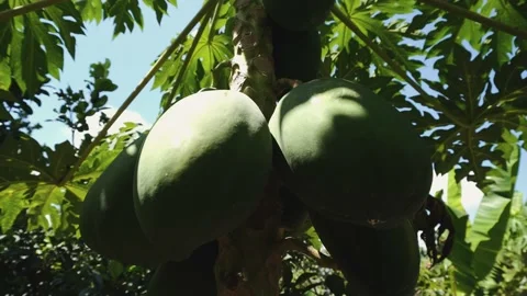 The green fruit of daddy grows on a tree 4k Stock Footage 132153311