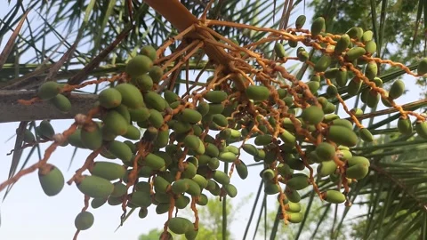 Green fruit of date palm tree. Stock Footage 152450166