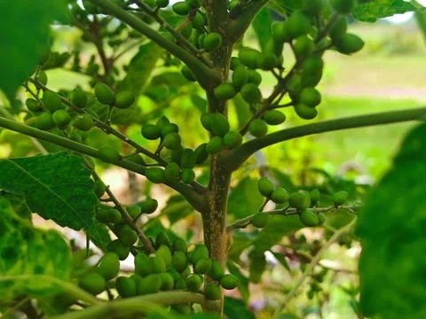 Green Fruit Developing on a Branch of a Tropical Plant Stock Photos