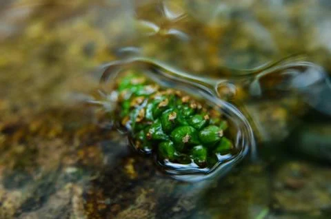 Green fruit floating in a stream Stock Photos