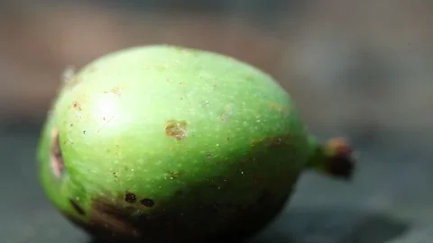 Green fruit on the floor Video stock 310156674