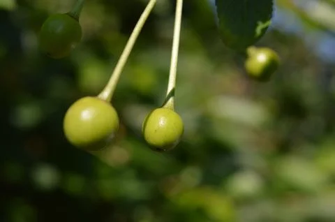 Green fruit growing on tree branches in sunlight during early autumn in a lush Stock Photos