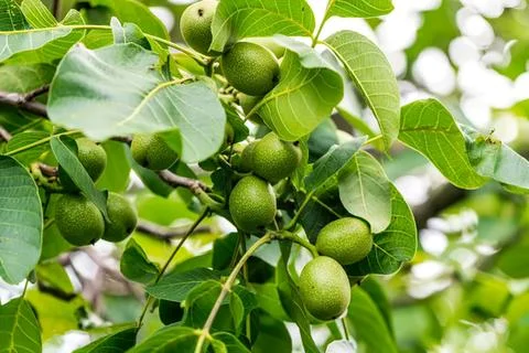 Green fruit hanging on a leafy tree branch in sunlight Stock Photos