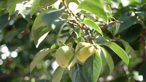 Green fruit hanging on the tree. Green fruits. Stock Footage 281333745