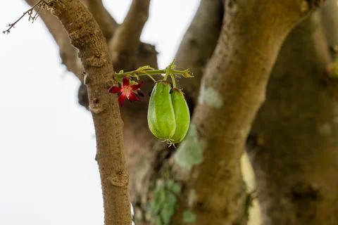Green fruit hangs from a tree branch Stock Photos