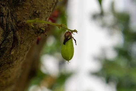 Green fruit hangs from tree branch Stock Photos