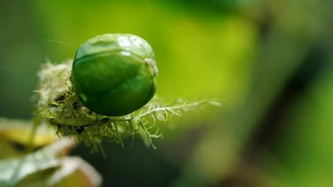 A green fruit is on a leaf Stock Photos
